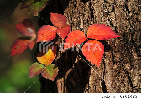 紅葉　～ツタウルシ～ 6301485