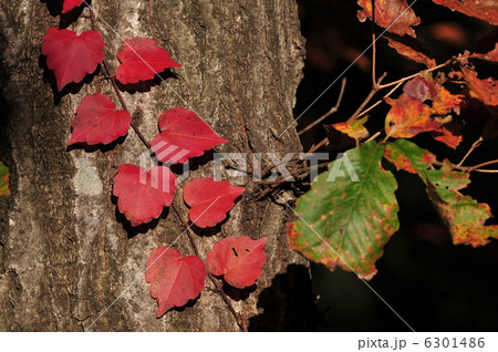 紅葉 ~ツタ~ 紅葉 ~ツタ~ 6301486