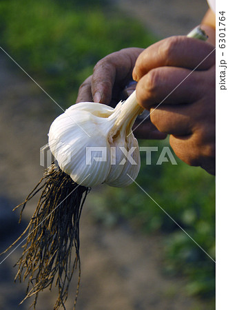 獲れたてニンニク　新鮮にんにく　にんにく畑　イメージ素材 6301764