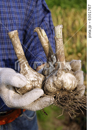 収穫したニンニク　新鮮大蒜　にんにく畑　イメージ素材　 6301767