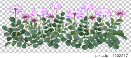 レンゲ草 6302237