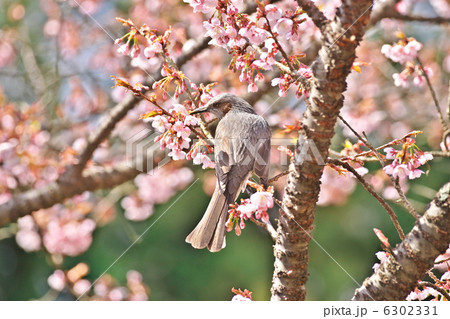 ヒヨドリ 6302331