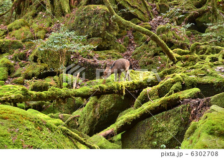 苔むす森とシカ 苔むす森とシカ 6302708