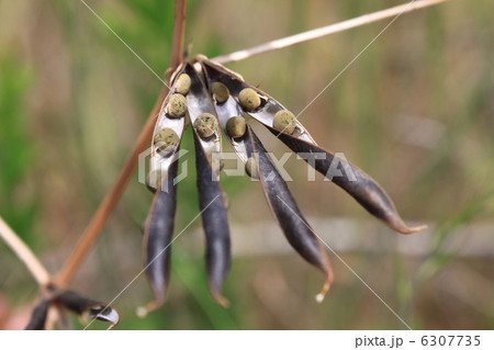 カラスノエンドウの種 カラスノエンドウの種 6307735