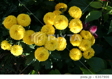 黄色の小菊 6307900