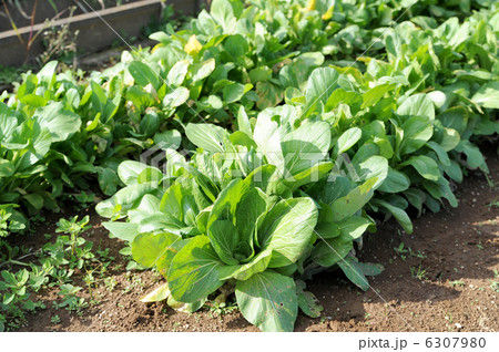 小松菜 6307980