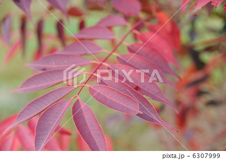 ハゼの木 6307999