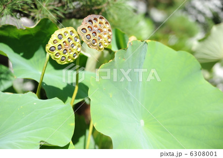 蓮の実 6308001