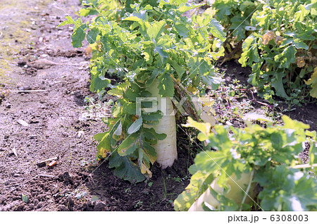 ダイコン畑 ダイコン畑 6308003