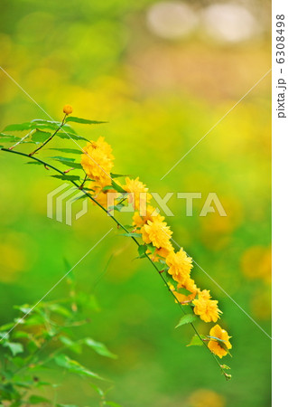 ヤマブキ ヤマブキ 6308498