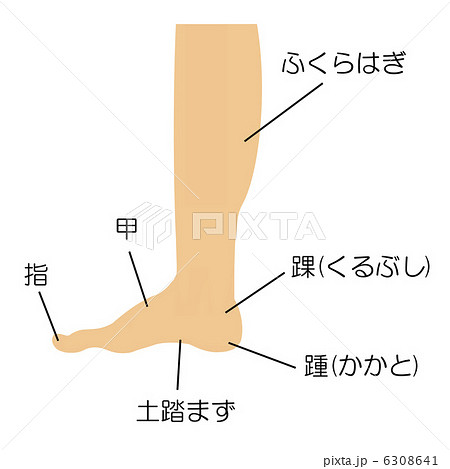 脚のつくり 脚のつくり 6308641