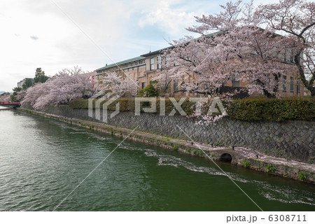 琵琶湖疎水の桜並木 琵琶湖疎水の桜並木 6308711
