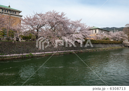 琵琶湖疎水の桜並木 6308713