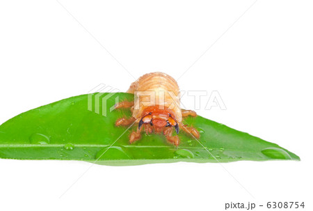 Chafer larva on green leaf 6308754