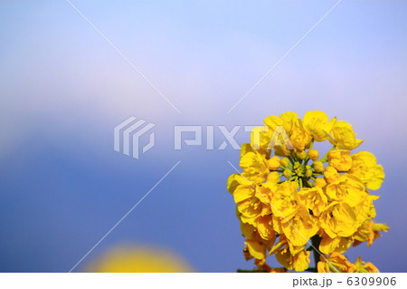 菜の花 菜の花 6309906