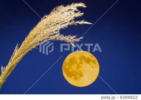 月満とススキ 6309922