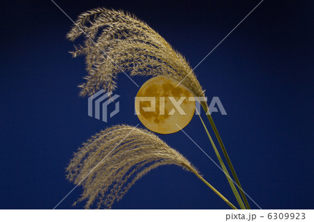月満とススキ 月満とススキ 6309923