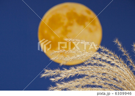 月満とススキ 6309946