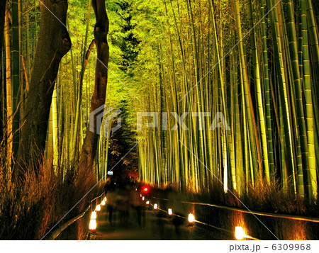 嵐山花灯路　竹林の小径 6309968