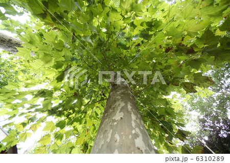 プラタナス 6310289