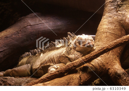イグアナ 6310349