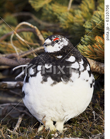 ライチョウ 6310706