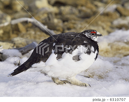 ライチョウ 6310707