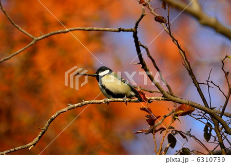 紅葉とシジュウカラ 紅葉とシジュウカラ 6310739