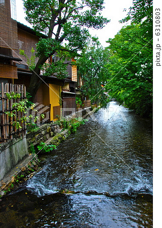 白川のせせらぎ(京都市東山区) 白川のせせらぎ(京都市東山区) 6310803