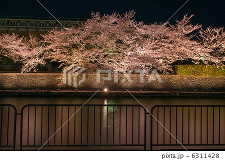 岡崎桜回廊 6311428