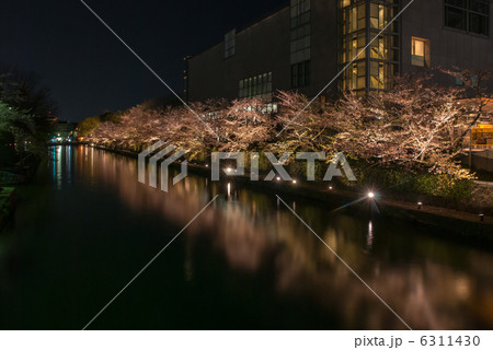 岡崎桜回廊 6311430