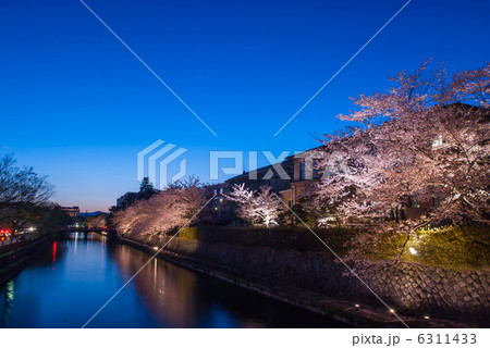 岡崎桜回廊 6311433