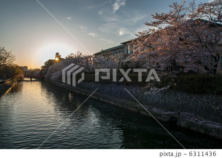 岡崎桜回廊 6311436