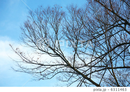 冬木立 冬木立 6311463