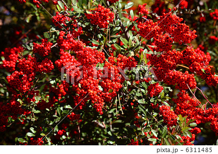 トキワサンザシの実 6311485