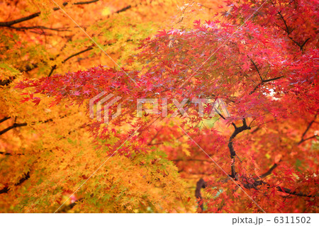 モミジの紅葉 モミジの紅葉 6311502