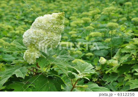 紫陽花 ハーモニー 6312250