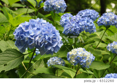 紫陽花 ヒメアジサイ 6312260