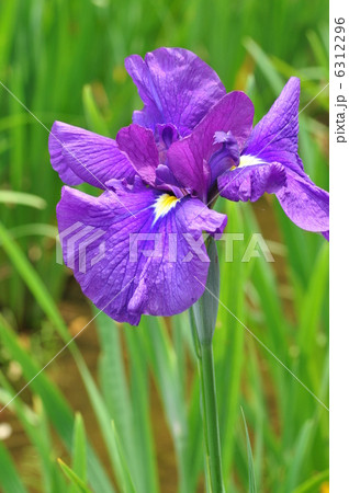 花菖蒲 大淀 花菖蒲 大淀 6312296