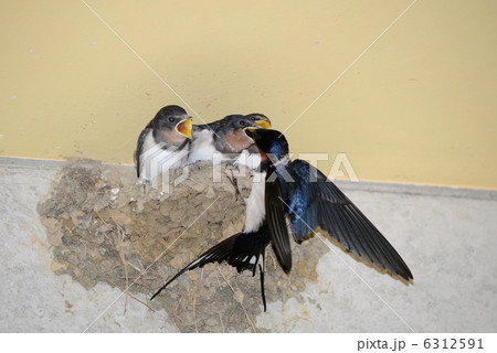 子育てするツバメ 6312591