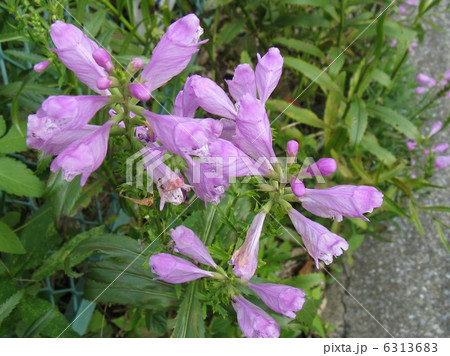 シソ科で 穂先にかわいい紫色の花を咲かせますの写真素材
