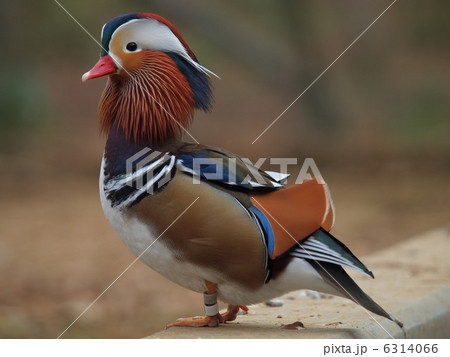 首を伸ばすオシドリのオス 首を伸ばすオシドリのオス 6314066