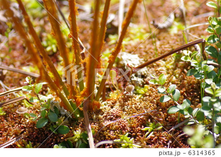 湿原の植物 湿原の植物 6314365