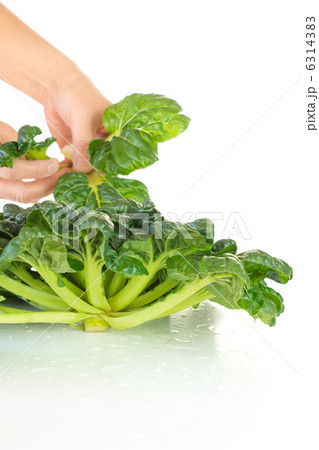 中国野菜＿　ターサイ 6314383