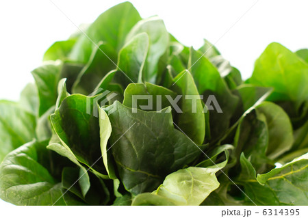 野菜＿　ほうれん草 6314395