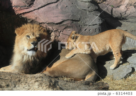ライオン 父と子 ライオン 父と子 6314403