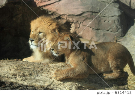 ライオン親子 旭山動物園ライオン】パパと娘のデュエット🦁😽オリトとレイ親子