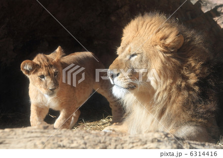 ライオン　父と子 6314416