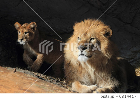 ライオン 父と子 ライオン 父と子 6314417