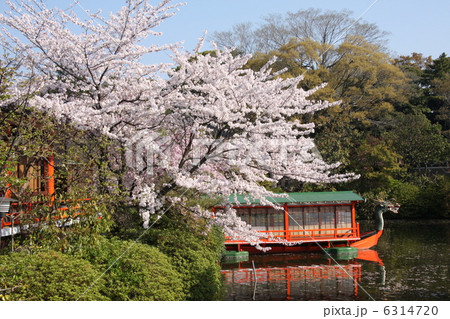 神泉苑の桜（京都市中京区） 6314720